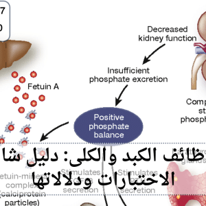 تحليل وظائف الكبد والكلى