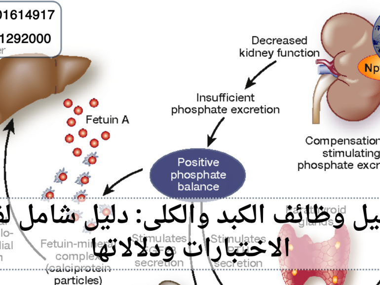 تحليل وظائف الكبد والكلى