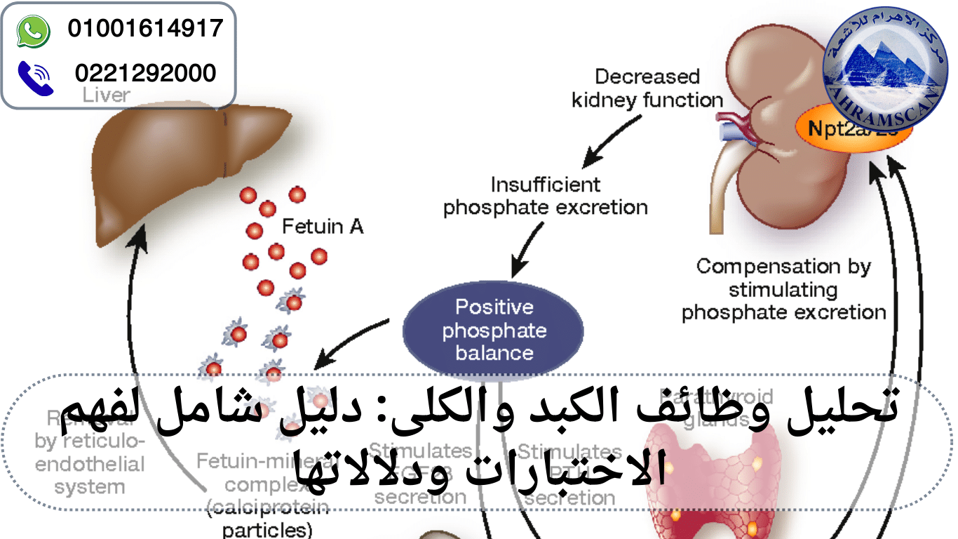 تحليل وظائف الكبد والكلى